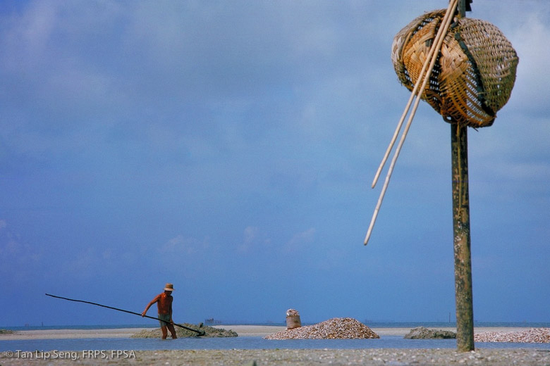 Harvesting Seashells (Courtesy of National Museum Permanent Collection)