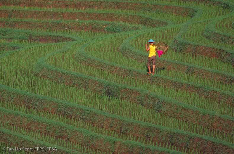 Terrace Rice Field