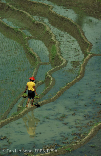 Paddy Planter