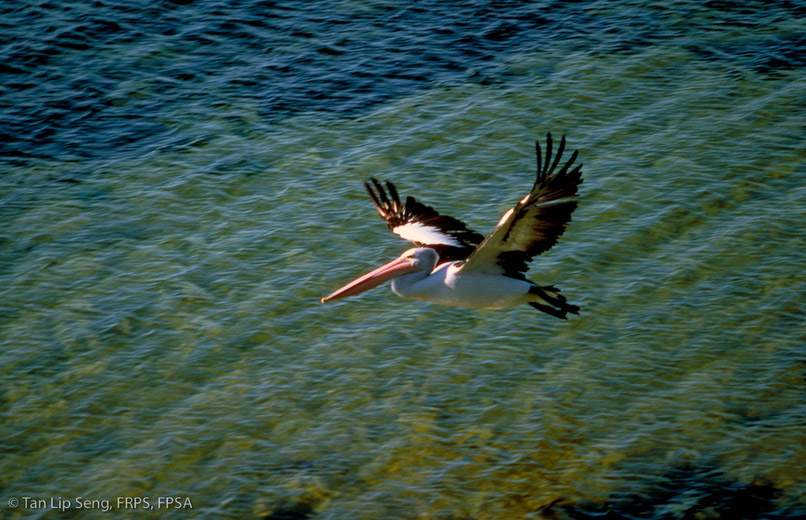 Pelican In Flight