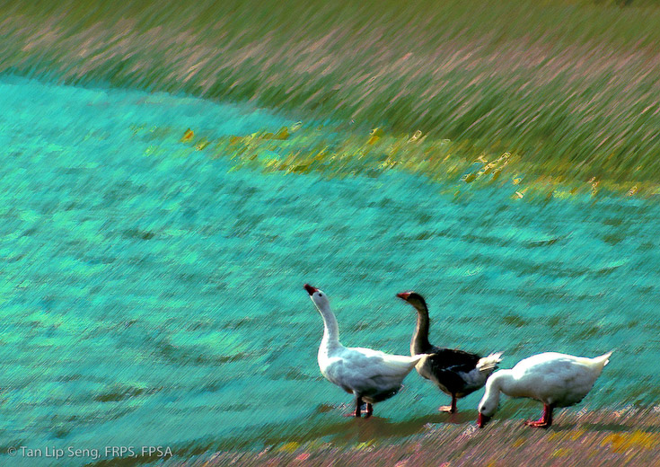 Geese By The Lake