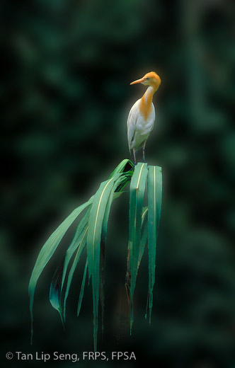 Lonely Perch