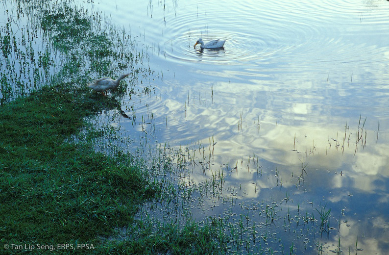 Ripples And Reflections