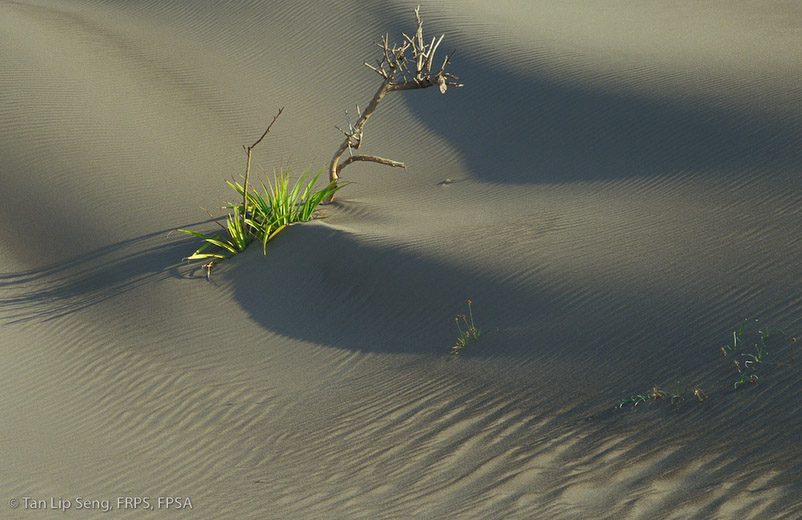 Tian Ya Fang Cao