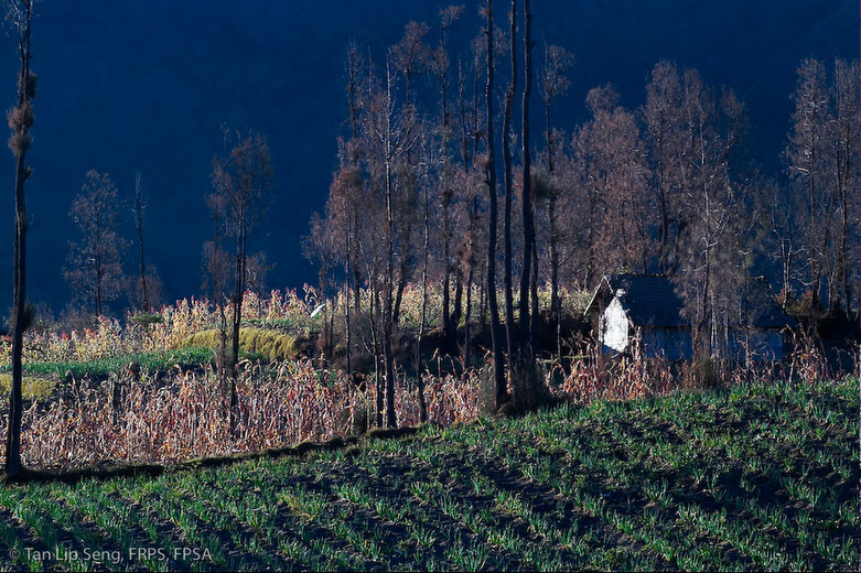 The Splendors Of Farmland