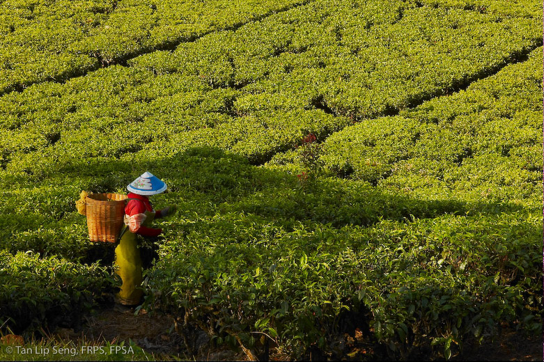 Tea Picker Of Racabali