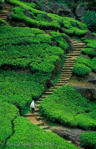 After Tea Plucking