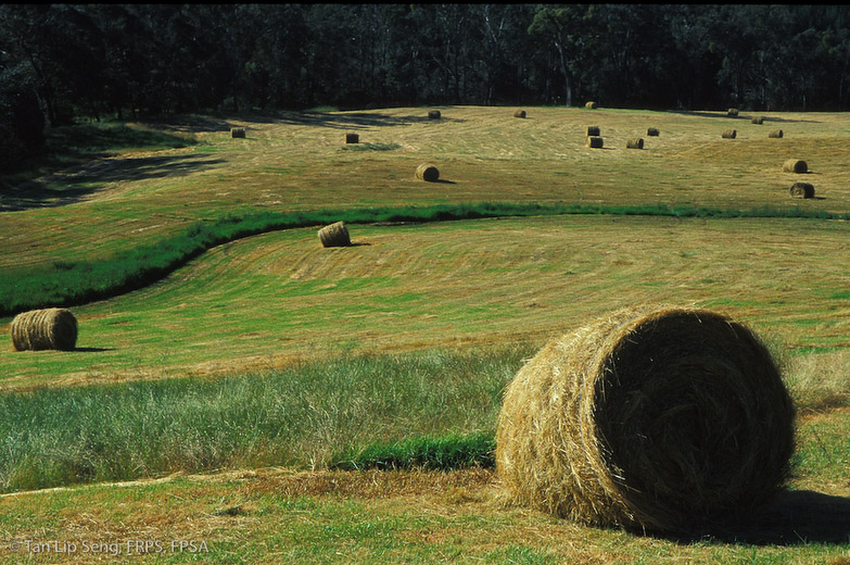 Dried Hay