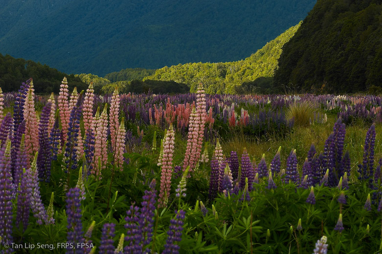 Russell Lupins In Full Bloom