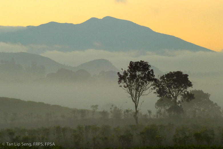 Dawn At Pengalengan