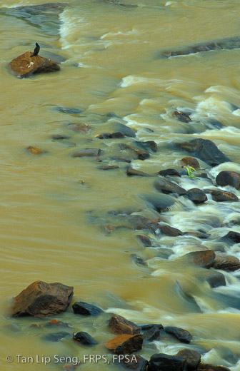 At The Rapid