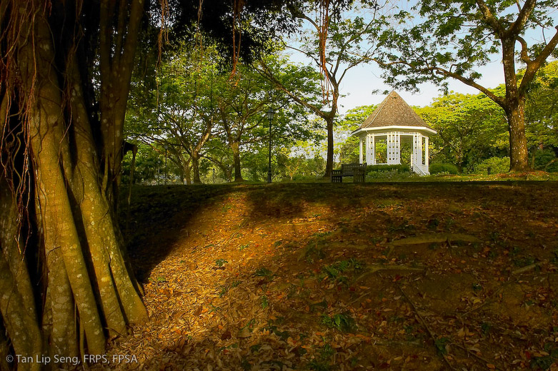 First Light At Botanic