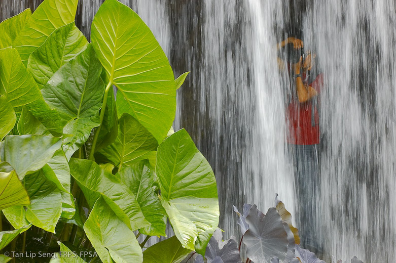A Photographer At Botanic