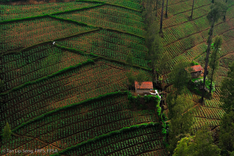 A View From Java Banana Bromo Lodge