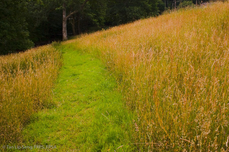 Leading Path